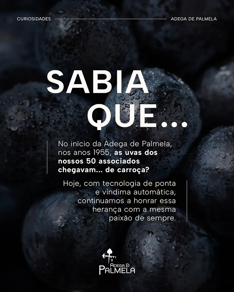 Curiosidade Histórica