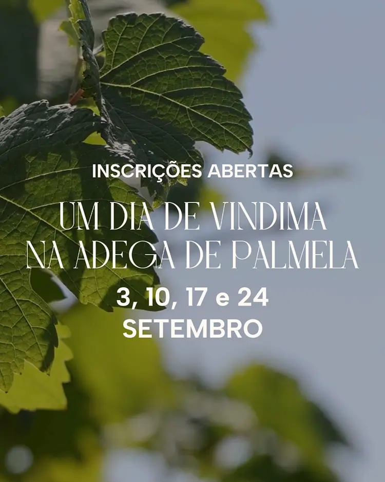 Um dia de Vindimas na Adega de Palmela 2025