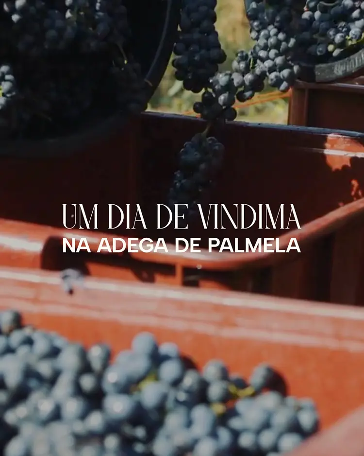 Já imaginou viver um dia de vindimas connosco?