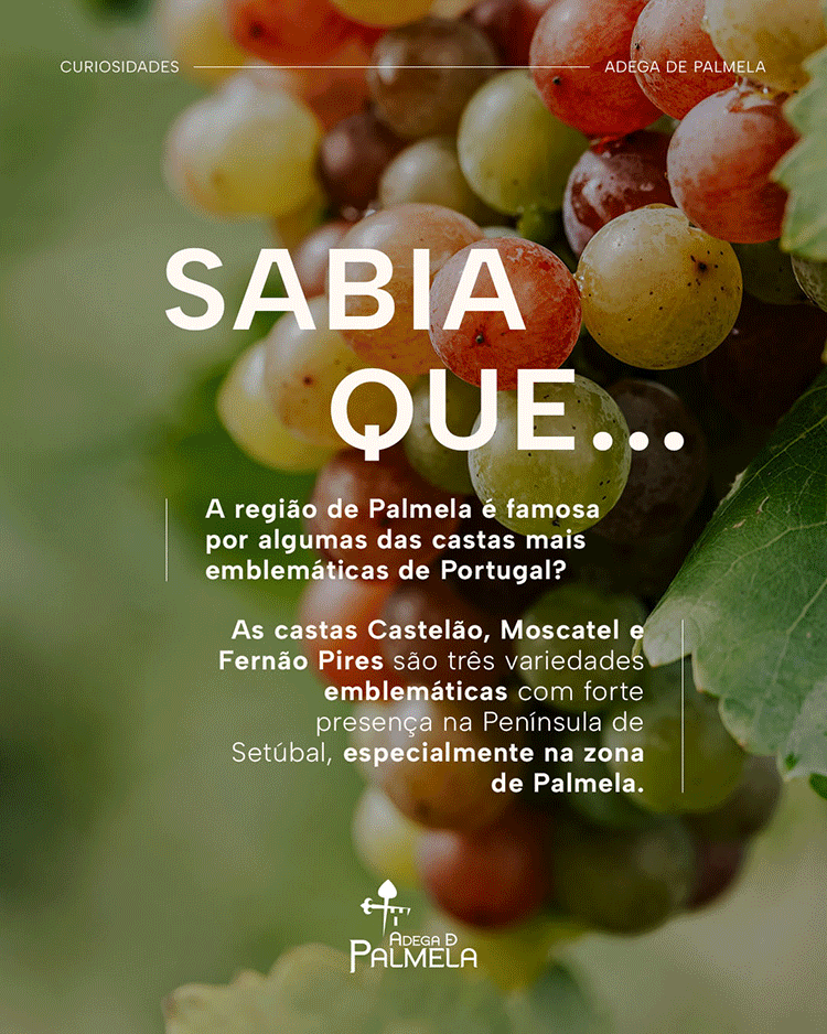 Curiosidades sobre as nossas castas locais